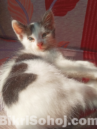 Mixed breed female cat